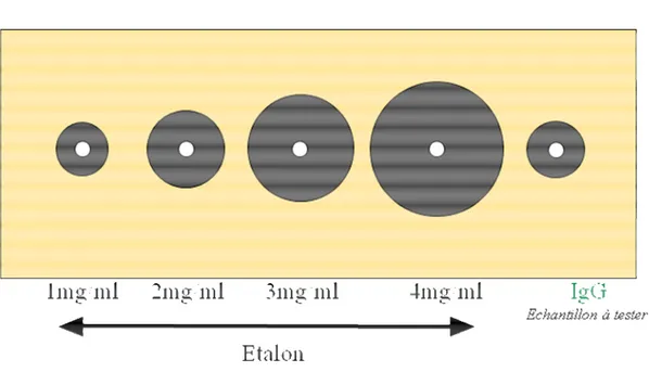 Figure 3 : Technique d’immunodiffusion radiale simple de Mancini sur gel d’agarose :  concentrations en IgG en fonction du diamètre des anneaux de précipitation 