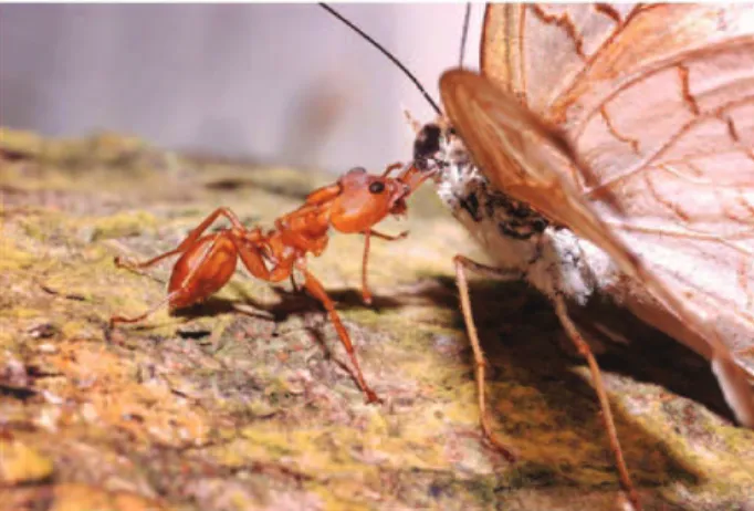 Table S1 Different arthropods naturally captured by ambushing Daceton armigerum workers.