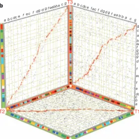 Figure 2 | The Solanum whole genome triplication. a, Speciation and polyploidization in eudicot lineages