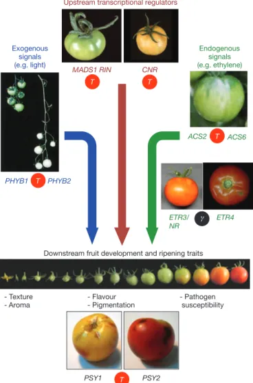 Figure 3 | Whole-genome triplications set the stage for fruit-specific gene neofunctionalization