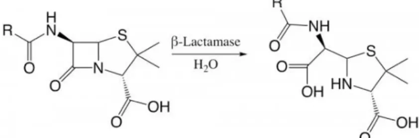 Figure 7 : Ouverture du noyau bêta-lactame par une bêta-lactamase