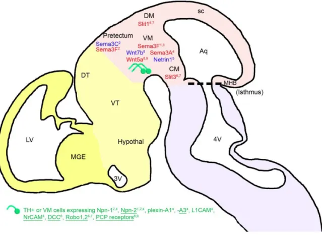 Figure 6: Résumé schématique des interactions ligand/récepteur régissant le guidage  axonal des neurones dopaminergiques au niveau du mésencéphale