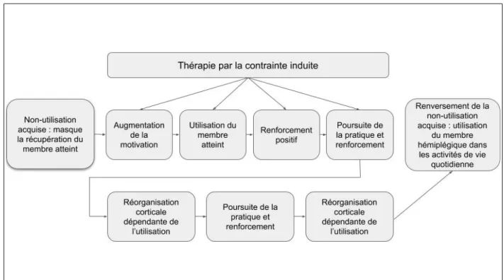 Illustration  3  :   Renversement   de   la   non-utilisation   acquise,   tiré   de   Taub   et   al