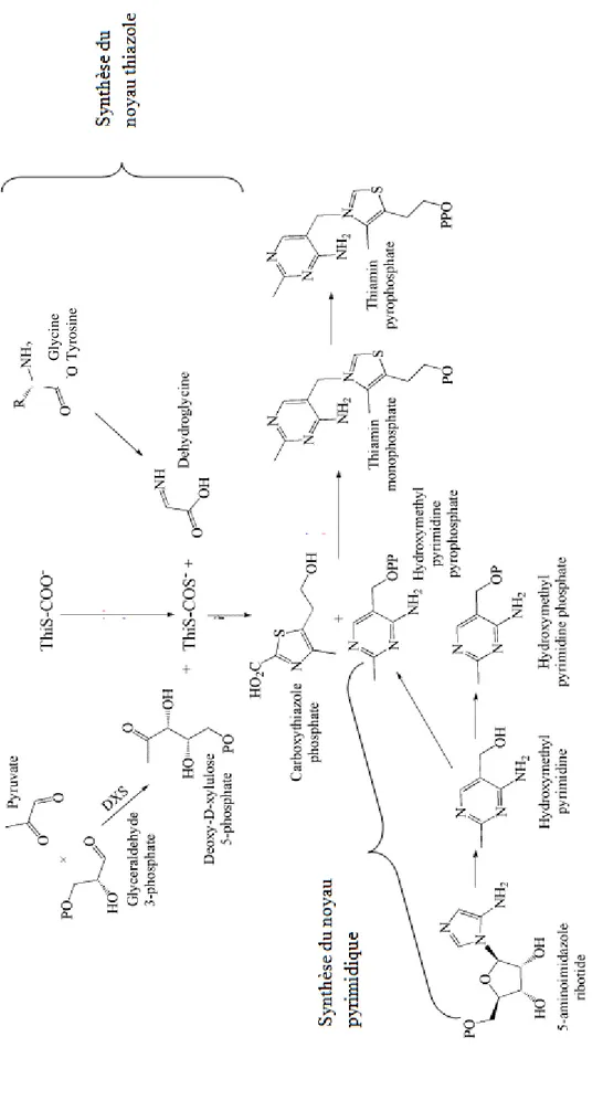 Figure 2 : mécanisme de la synthèse de la thiamine chez les procaryotes (d’après Jurgenson, 2009)