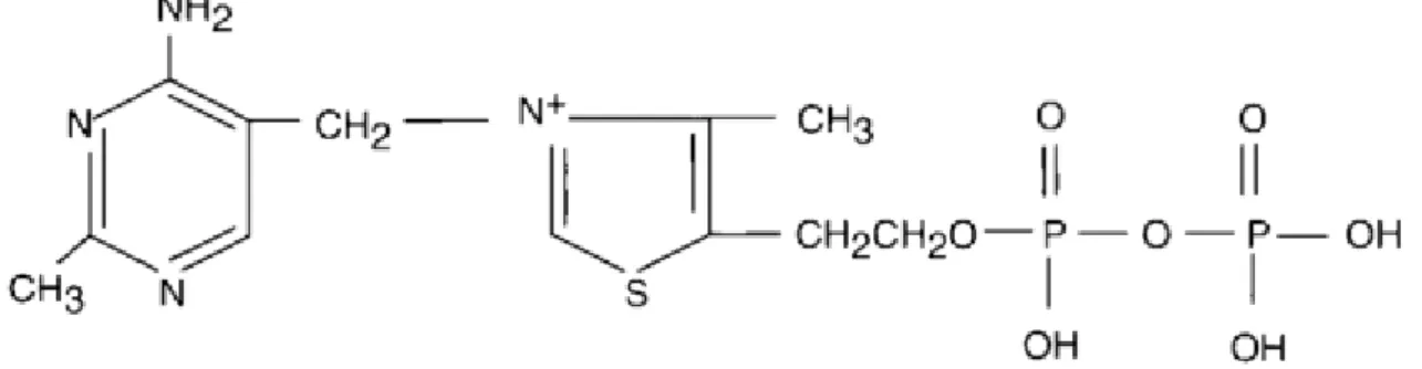 Figure 3 : structure chimique de la thiamine pyrophosphate (d’après Jean-Blain, 1994) 