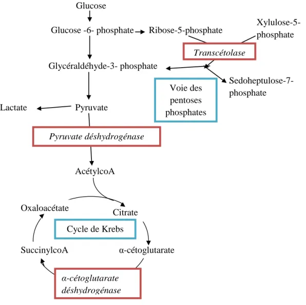 Figure 5 : les enzymes thiaminiques dépendantes (pyruvate déshydrogénase, α-cétoglutarate  déshydrogénase et transcétolase) interviennent dans le métabolisme énergétique 