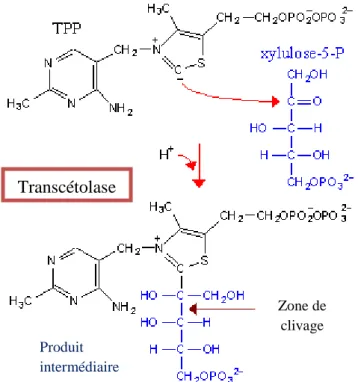 Figure 6 : la thiamine pyrophosphate intervient comme cofacteur de la transcétolase (d’après  Diwan) 