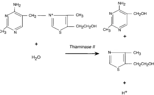 Figure 11 : mode d’action des thiaminases de type 2 (d’après Jean-Blain, 1994) 