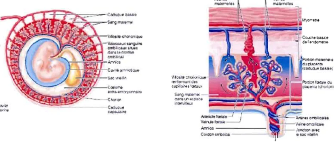 Figure  1.1  :  La  placentation et  les  membranes embryonnaires. Tiré de  Marieb (2005)
