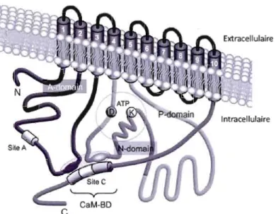 Figure 1.7  : Structure des  pompes à  calcium de la  membrane plasmique (PM CA). Tiré de  Di  Leva  et al