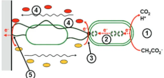 Fig. 4 Schematic representation of the electron transfer mechanism in electroactive bioﬁlms (adapted from ref