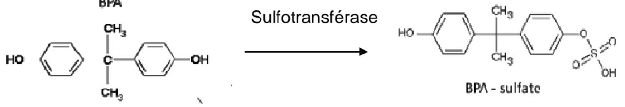 Figure 8 : Métabolisation du BPA en BPA-Sulfate chez le fœtus. 