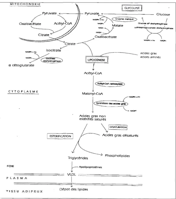 Figure J-1.  Les  étapes de la  lipogenèse bépatique (Mounier, 2004) 