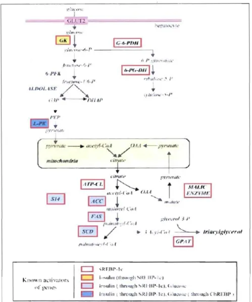 Figure 1-5.  Régulation de la  lipogenèse  hépatique par l'insuline et le  glucose (Foufelle et al.,  2002)