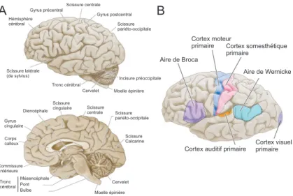 Figure 0.3  Exemple de délimitation de quelques aires du cerveau. Figure adaptée de [11].