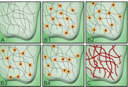 Figure 0.20  A] Schéma simplié d'un échantillon biologique avec un marquage uorescent.