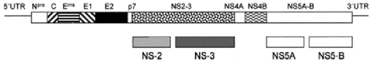 Figure 2 : Organisation génomique du virus BVD (© 2002 ASM Press) 