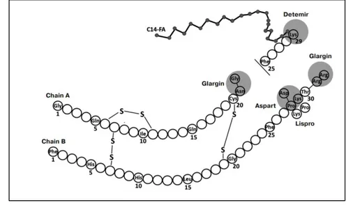 Figure 10 : Structure moléculaire de l’insuline et de ses analogues (67) 