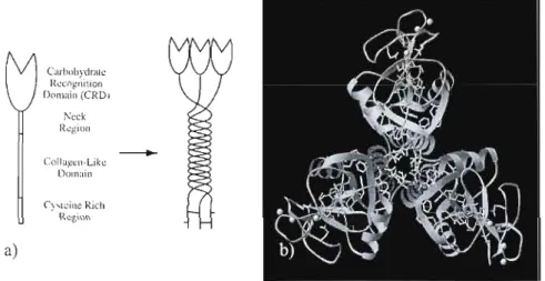 Figure  1.10  a)  StlUcture  «  bouquet» d'une collectine trimérique 