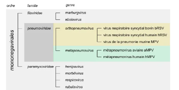 Figure  1-1  -  Classification  des  virus  de  la  famille  des  Pneumoviridae.  Représentation  des  Pneumovirus ainsi que des autres familles phylogénétiquement proches, d’après la classification de  l’ICTV (21, 22)