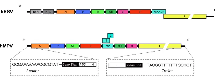 Figure 1-3 - Organisation des génomes hMPV et hRSV. Les 8 gènes pour le hMPV (9 ORFs) et  10  gènes  pour  le  hRSV  sont  ordonnés  selon  la  représentation  ci-dessus