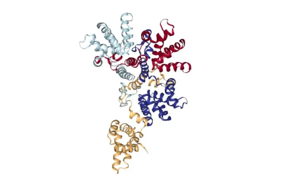 Figure 1-5 – Structure cristallographique du tétramère asymétrique formé par la protéine M2- M2-1 du hMPV