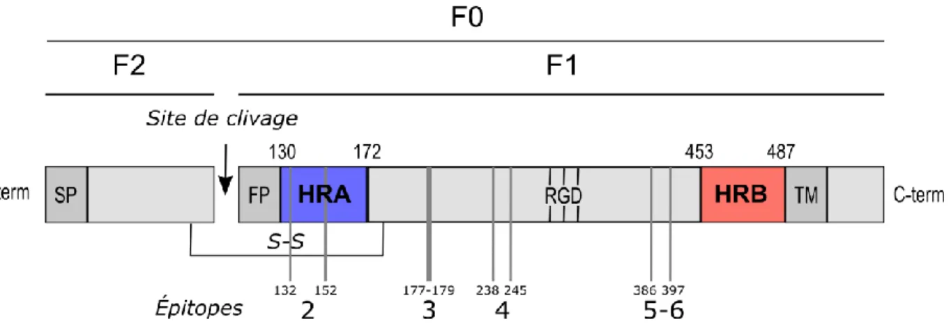 Figure 1-7 - La protéine de fusion F de hMPV : localisation des domaines fonctionnels et des  épitopes  antigéniques