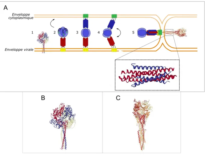 Figure 1-8 - Modèle de fusion des protéines de Classe I (A) Le modèle fait intervenir 5 étapes  consécutives
