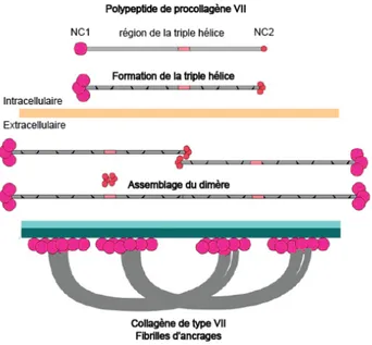 Figure  4.  Maturation  du  collagène  de  type  VII.  À  l’intérieur  de  la  cellule,  l’hélice  de  procollagène  VII  va  s’enrouler à partir de l’extrémité C-terminale et former une triple hélice de procollagène VII