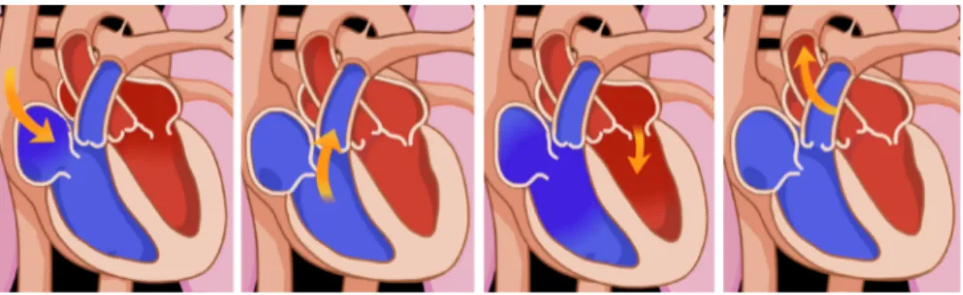 Figure 2.7: Illustration of Role 7: Educative animation using bouncing arrows to illustrate blood flow in the heart–adapted from “Exploring the Heart-The Circulatory System!” by AboutKidsHealth (Youtube).