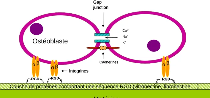 Figure I.6 : Mécanisme d’adhésion et de communication des cellules ostéogéniques sur un biomatériau 