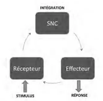 Figure 1 : Les étapes du traitement de l'information : boucle perception-action [30]