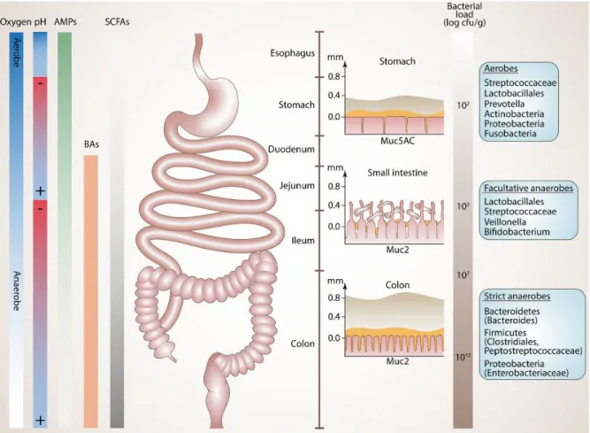 Figure 1 : Densité bactérienne des différents segments de l’appareil digestif et  facteurs qui façonnent le microbiote intestinal : teneur en oxygène, le potentiel  hydrogène (pH), concentration de peptides antimicrobiens et d’acides biliaires, 