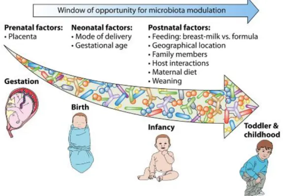 Figure 3 : Fenêtres d’opportunités pour la modulation du microbiote (4) 