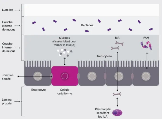 Figure 4 : Effet « barrière » indirect du microbiote intestinal (14) 