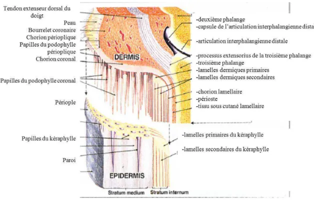 Figure 3 : Dessin de la région de la pince d’un pied. Une séparation artificielle a été faite entre  le derme et l’épiderme (d'après Pollitt, 1995, dessin McDougall)