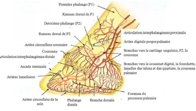 Figure 5 : Schéma des artères de l’os naviculaire et de la troisième phalange (d'après Pollitt,  1995, dessin McDougall)