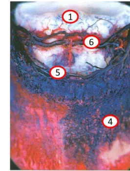 Figure 6 : Préparations après injection-corrosion des veines et artères du pied, vues latérale et  dorsale (d'après Denoix, 2001 )