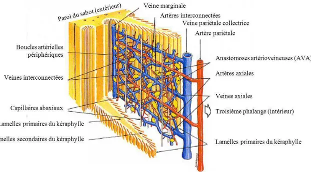 Figure 7 : Schéma de la microcirculation lamellaire dermique (d'après Pollitt, 1995, dessin  McDougall)