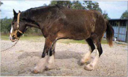 Figure 11 : Posture antalgique caractéristique du cheval fourbu des antérieurs (d'après Pollitt,  1995)