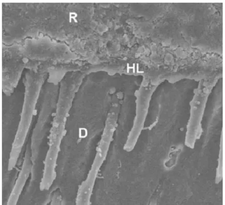 Figure 12 : Illustration de la couche hybride 