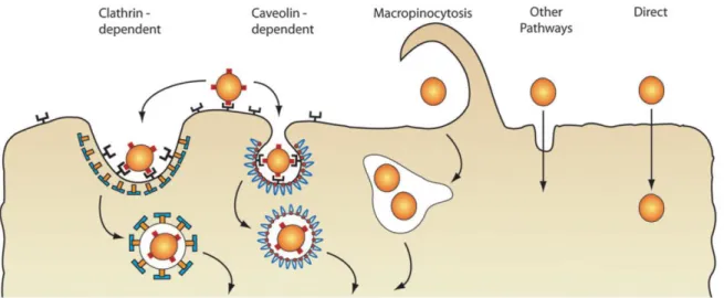 Figure 1   - Les voies d’entrée cellulaire, incluant l’endocytose et le devenir des biomolécules livrées (Chou et  al., 2011) 