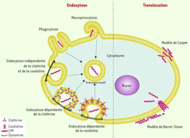 Figure 3   - Les voies de livraison d’endocytose et de translocation directe (Poillot et De Waard, 2011) 