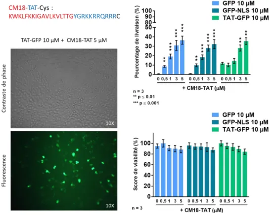 Figure 23 - Livraison de protéines GFP par CM18-TAT en cellules HeLa 