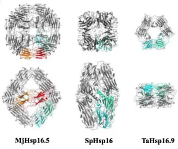 Figure 1.3 Comparison of the three available oligomeric structure of sHsps 