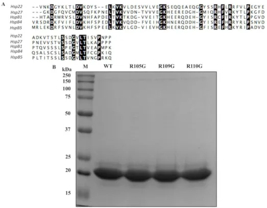 Figure  2.1  Multiple  sequence  alignment  of  full  length  of  DmHsp22  with  sHsps  from  other  organisms 