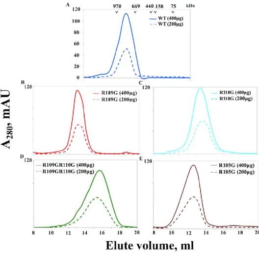 Figure 2.4 SEC profiles of the DmHsp22WT and arginine mutants 