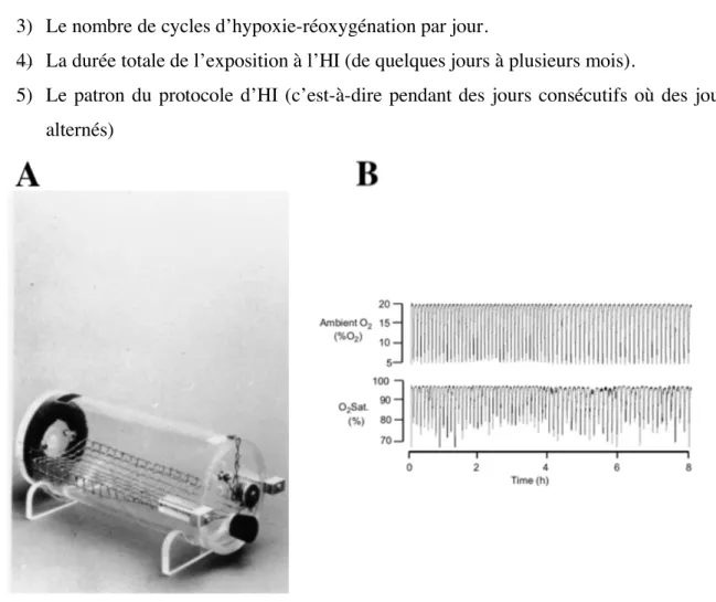 Figure I.6 : Exemple d’une chambre d’hypoxie intermittente    