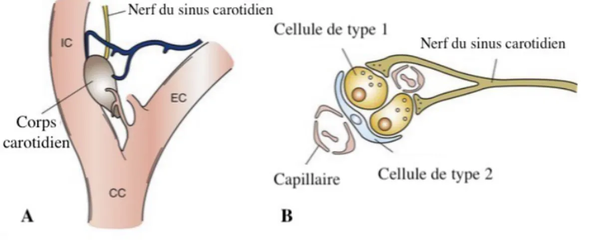 Figure I.10 : Représentation schématique d’un corps carotidien 