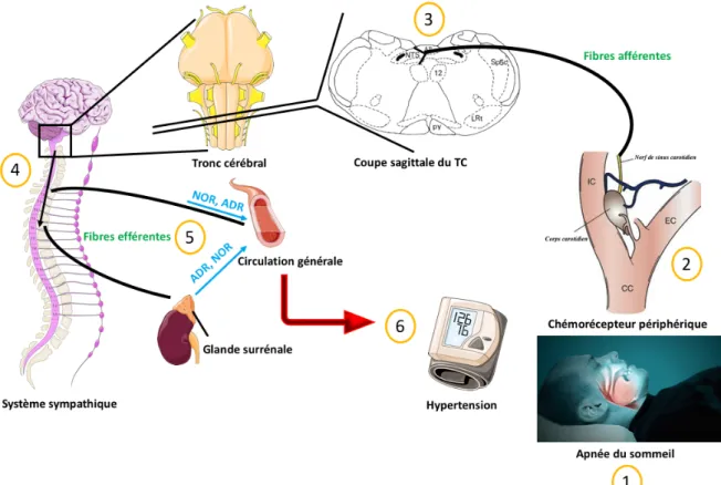 Figure I.11 : Mécanismes de l’installation de l’hypertension artérielle systémique induite par  l’apnée du sommeil 